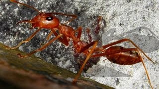 Canon PowerShot SX50 HS MACRO Test  ANTS [upl. by Tollmann]