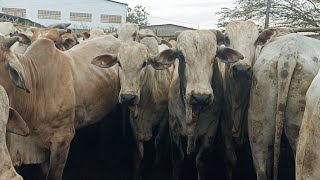 FEIRA DE GADO EM CARUARUPE DIA 18062024 [upl. by Macfarlane]