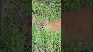 Attentive Whitetailed buck 1 [upl. by Schultz]