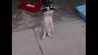 Cat dances with sombrero on its head [upl. by Gwenneth]