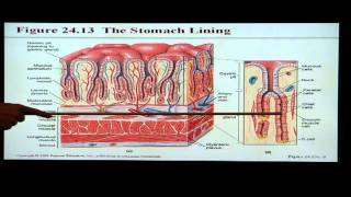 Anatomy and Physiology Help Chapter 24 Digestive System [upl. by Nuaj153]