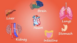 Organs in the human body  Easy to understand animation video [upl. by Retsehc]