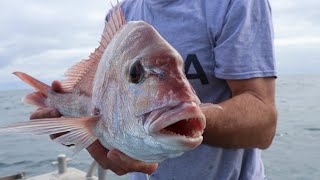 Snapper Fishing catch and cook [upl. by Edwina285]