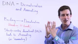 DNA Denaturation Melting and Annealing Renaturation [upl. by Sheline]