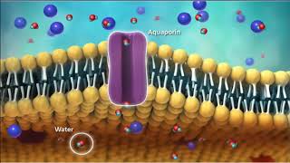 Cell transport McGraw Hill [upl. by Atterys]