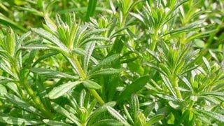 ATTACCAVESTE ATTACCAMANI CAGLIO ASPRELLO Galium aparine Rubiaceae [upl. by Seeto]