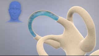 How the Inner Ear Balance System Works  Labyrinth Semicircular Canals [upl. by Neddie851]