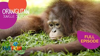 King Kasper  Orangutan Jungle School 103 [upl. by Nennek]