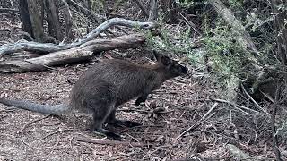 Freycinet April 2024 Week 1 [upl. by Dewees]