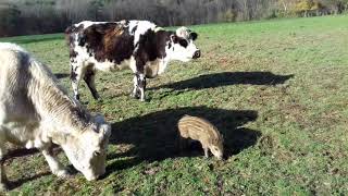 La belle histoire damour entre un marcassin et un troupeau de vaches en Mayenne [upl. by Emya233]