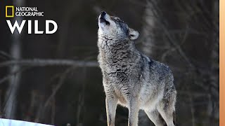 Wolves 101  Nat Geo Wild [upl. by Pegeen]