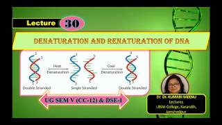 DENATURATION amp RENATURATION OF DNA For SemV CC12 amp DSE1 Molecular Biology [upl. by Markowitz]