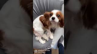 Cavalier King Charles spaniel puppy being apologetic [upl. by Drusy]