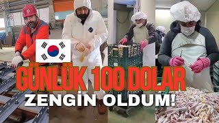 GÜNEY KORE DE GÜNLÜK 100 DOLARA ÇALIŞMA FIRSATI 1 AY BOYUNCA KORE İŞ HAYATINI DENEYİMLEDİM korea [upl. by Adnawyek]