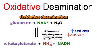 Oxidative deamination [upl. by Hallock911]