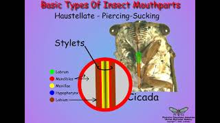 03 Insect Mouhpart Variations [upl. by Elatia]