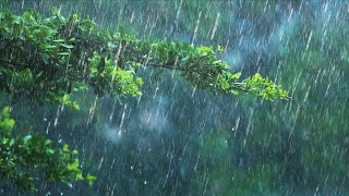 24 Hours Rain amp Thunder  Rainstorm Sounds for Sleep Studying or Relaxation  Nature White Noise [upl. by Kit972]