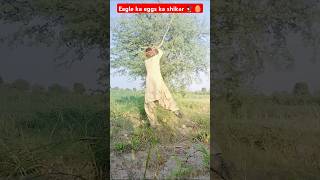 Eagle ka eggs ka shikar 🦅🥚eagles egg humorhunting villagelife amzing gogoytshorts gogo2030 [upl. by Anirdnajela]