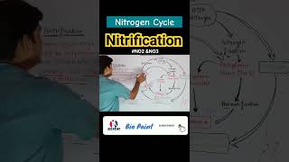 Nitrogen fixation  Nitrification  Nitrogen Cycle  Denitrification nitrogencycle shorts [upl. by Riehl]