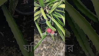 এবছর প্রায় 100 এর কাছে ফল পেলাম এখন পর্যন্ত৷ youtubeshorts dragonfruit rooftopgarden [upl. by Claudius986]