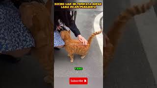 Kucing Liar yg dicari pemiliknya reels hewan faktaunik kucing [upl. by Akiaki]