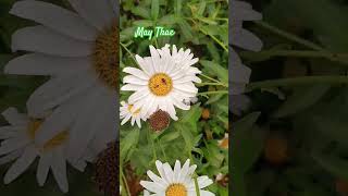 Natural beautiful Leucanthemum × superbum lovelyflowers flowers homegarden [upl. by Intisar]