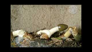 Dictyophora duplicata and Phallus ravenelii stinkhorn mushrooms [upl. by Ailime141]