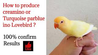 How to produce Parblue creamino Lovebird  Turquoise parblue ino  पार्बल्यू क्रीमिनो कैसे बनाएं [upl. by Annawoj]