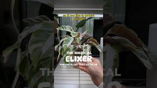 The MAGICAL ELIXER for the plant that HATES ME shorts houseplants indoorplants plantcare tips [upl. by Monro65]