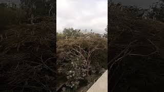 Vulture habitat in Nairobi as seen from Expressway by 21 km marathon runners [upl. by Yseult]