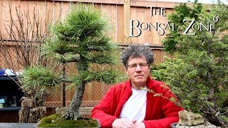 Re potting my Austrian Pine Bonsai The Bonsai Zone April 2019 [upl. by Bolling218]