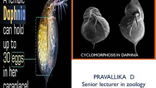 Cyclomorphosis in Daphnia [upl. by Hellah]