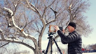 Large Format tree portrait before they cut it down [upl. by Lewan]