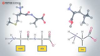 How are Peptides Formed An Educational Insight [upl. by Ecilef181]