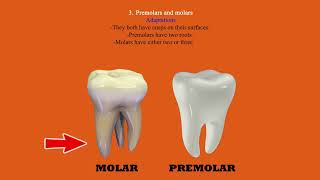 Heterodont dentition [upl. by Anelrad671]