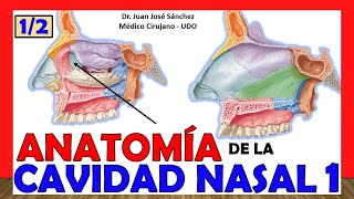 🥇 CAVIDAD NASAL 1 12 ¡Explicación Fácil y Sencilla Huesos Límites y Relaciones [upl. by Bena]