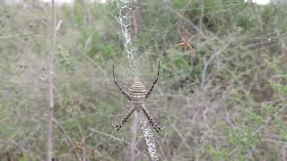 Argiope trifasciata Forsskål 1775  Araneidae Quartucciu [upl. by Alejoa604]