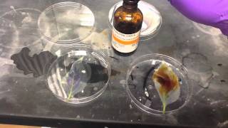 Lab Protocols  Starch Detection in Leaves Unit 10 Photosynthesis [upl. by Ecertal]