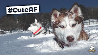 Huskies Playing in Deep Snow  Husky Squad [upl. by Fatimah]