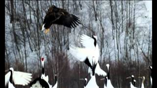 Політ над землею Earthflight BBC Discovery на Мега [upl. by Ainala]