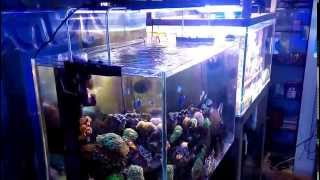 Kelo LED Aquarium Light AK200S [upl. by Eilema]