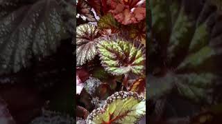 краса😍🥰бегоія бегонії begonia begoniarex begonias рослиниукраїна квіти бегоніядекоративна [upl. by Saeger21]