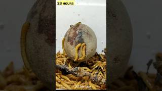 Mealworms vs AVOCADO [upl. by Chemosh]