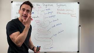 Overview of the Digestive System [upl. by Gelman]