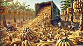 Bananas Mega Factory Processing Millions of Bananas Using Modern Technology [upl. by Enileuqcaj]