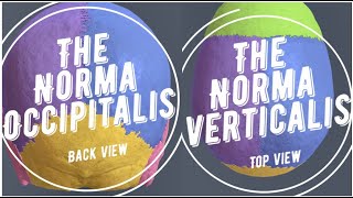 Skull Anatomy Lec 2 Norma Verticalis amp Norma Occipitalis [upl. by Aitan871]