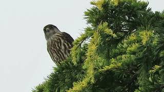 091424 2 Taiga Merlin vs Jay amp Kestrel Kent Wa 0706162 [upl. by Lipp]