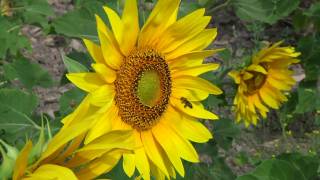 Los Girasoles [upl. by Gilchrist]