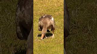 Greylag goose [upl. by Philippine]