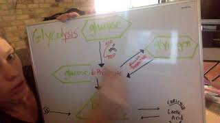 Biochem Basics Glycolysis [upl. by Kamila]